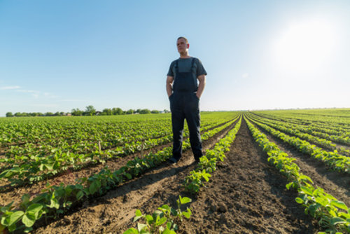Exploitant agricole dans son champ